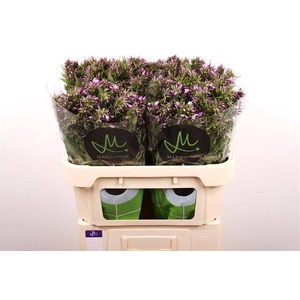 Phlox Pb Violet Eyes