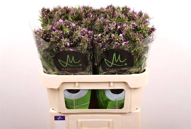 <h4>Phlox Pb Violet Eyes</h4>