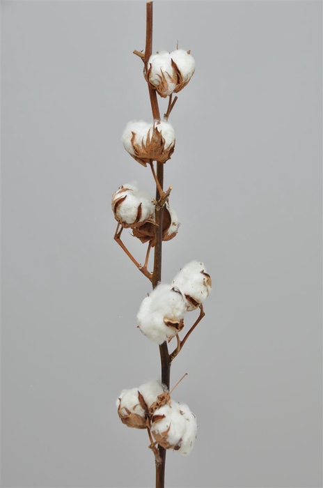 <h4>Gossypium 6 Bal</h4>