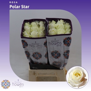 Rosa gr Polarstar