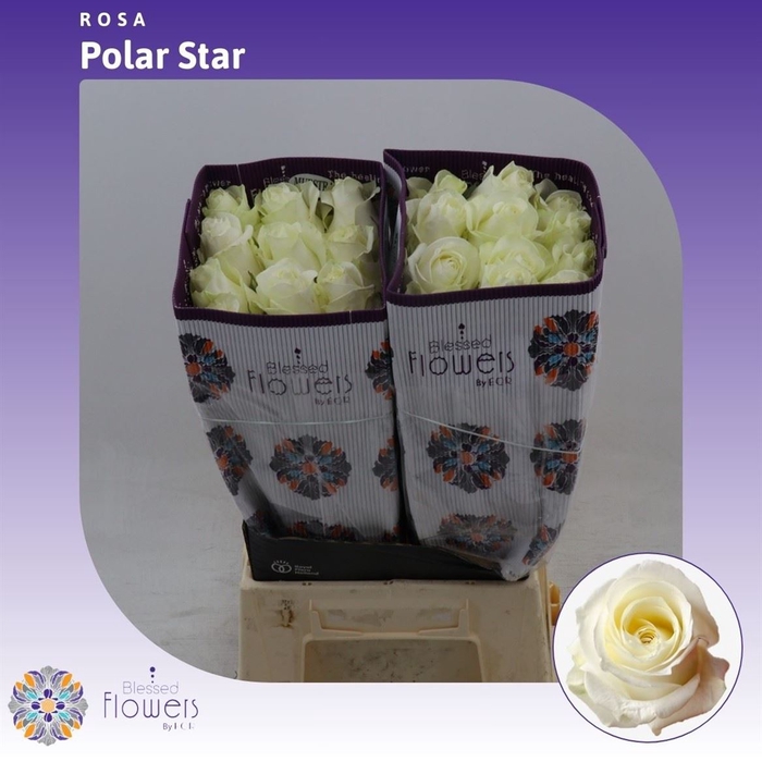 <h4>Rosa gr Polarstar</h4>