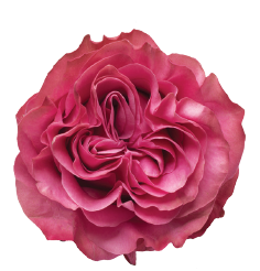 <h4>R Gr Country Blues Pink 40cm EC</h4>