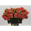 Dahlia Cornel Bronze