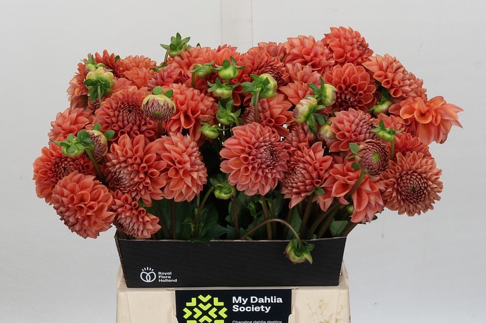 <h4>Dahlia Cornel Bronze</h4>