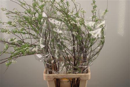 <h4>Spirea C Grefsheim</h4>