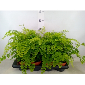 Adiantum raddi. 'Fragrans'