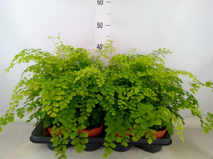 <h4>Adiantum raddi. 'Fragrans'</h4>