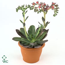 <h4>Echeveria Blue Prince Middel X4</h4>