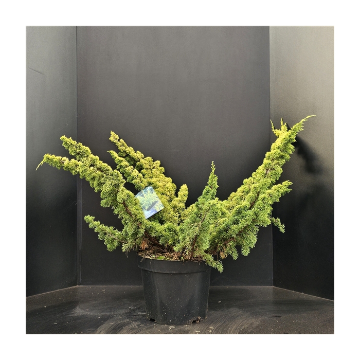 <h4>Juniperus chinensis Plumosa Aurea</h4>