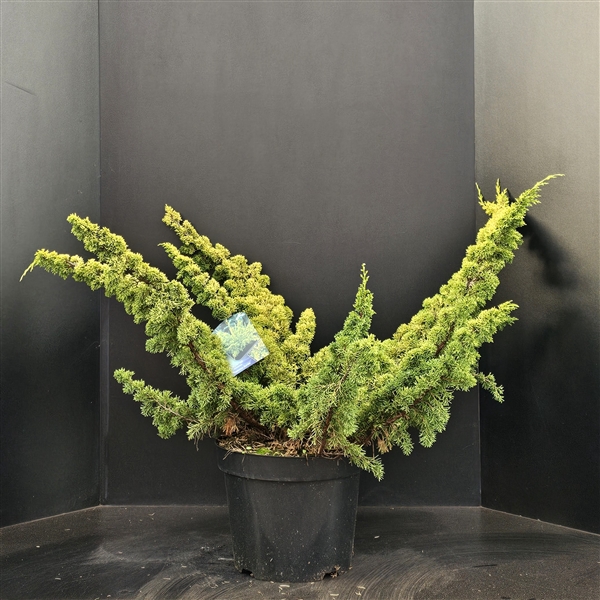 Juniperus chinensis Plumosa Aurea