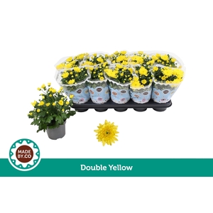 Chrysant Double Yellow