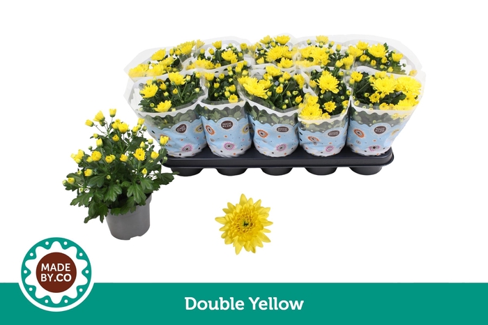 <h4>Chrysant Double Yellow</h4>