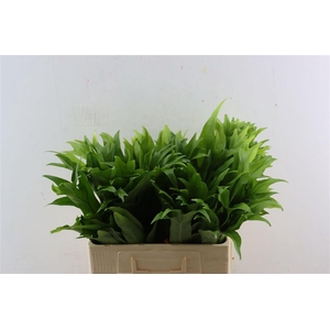 Polypodium Cristal P Bunch
