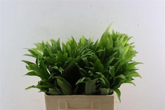 <h4>Polypodium Cristal P Bunch</h4>