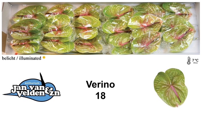 <h4>Anthurium Verino</h4>