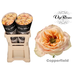 R GR COPPERF SUMMERH x 20