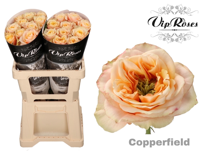 R GR COPPERF SUMMERH x 20