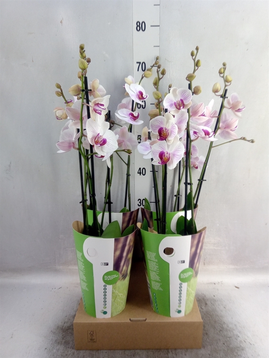 <h4>Phalaenopsis  'Ant Denver'</h4>