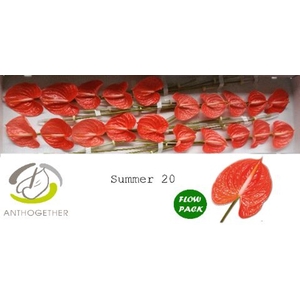 Anthurium andr. 'Avo Summer'