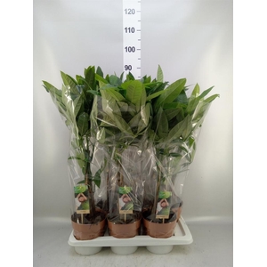 Pachira aquatica