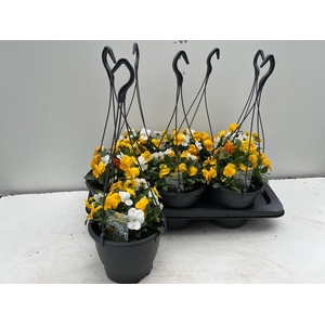 VIOLA CORNUTA TRIO HANGPOT P17