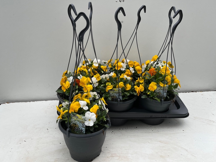 <h4>VIOLA CORNUTA TRIO HANGPOT P17</h4>