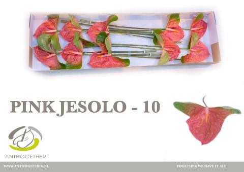 <h4>Anth A Pink Jesolo 15 cm X10 Spek Flowers</h4>