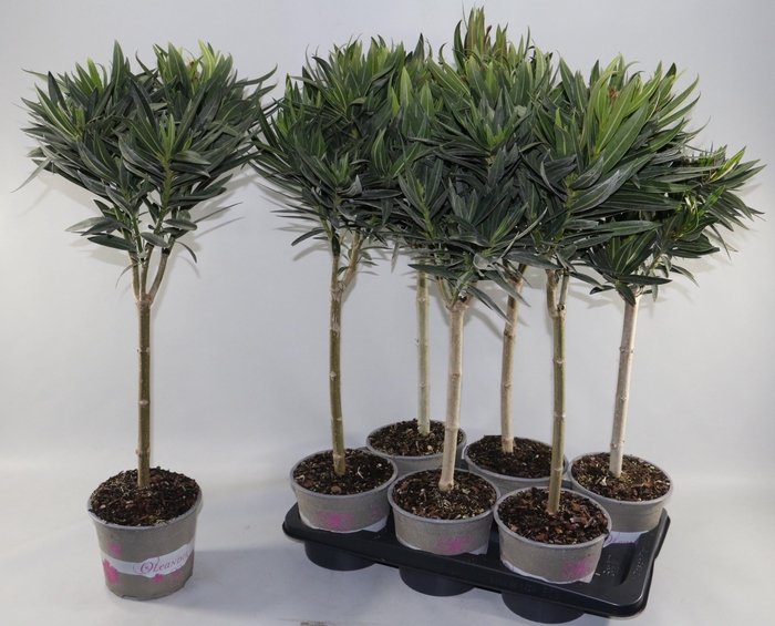 <h4>NERIUM OLEANDER OV</h4>