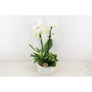 arr2 PL - Ker. Roma ribbel phal. wit