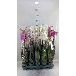 Phalaenopsis   ...mix