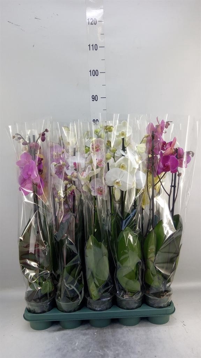 <h4>Phalaenopsis   ...mix</h4>
