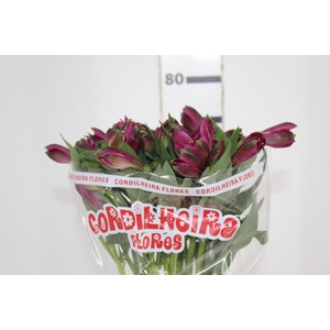 ALSTROEMERIA NAPOLI 080 CM