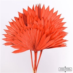 Dried Palm Sun 6pc Red Bunch
