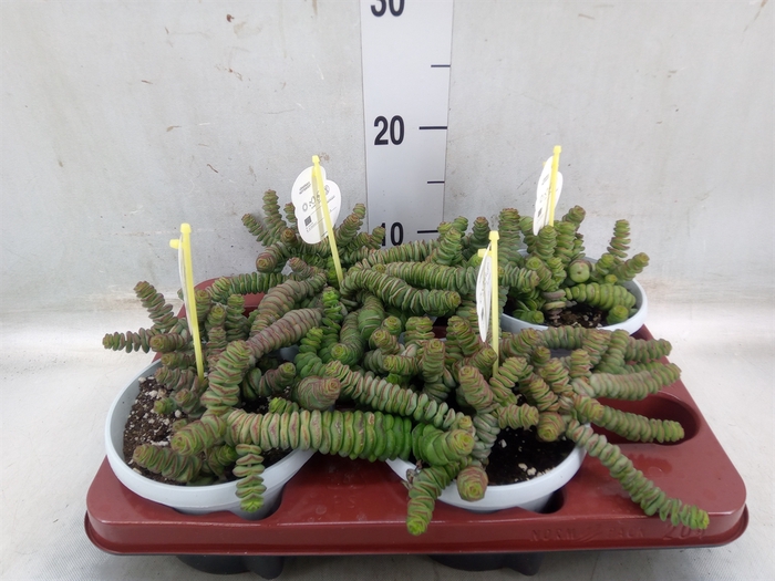 <h4>Crassula marnieriana</h4>