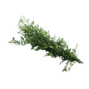 Ruscus Fine Long Extra