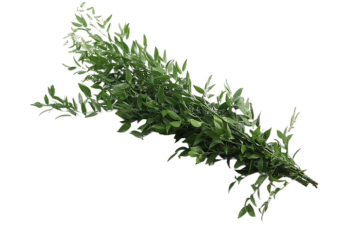 Ruscus Fine Long Extra