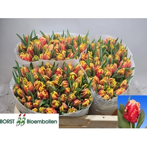 TU PA DEE JAY PARROT