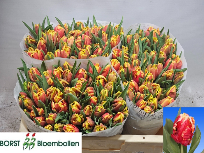 <h4>TU PA DEE JAY PARROT</h4>