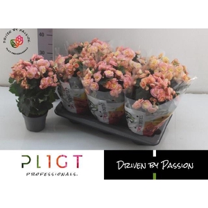 BEG DU HAILEY SUNSET