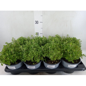Origanum majorana