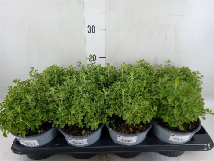<h4>Origanum majorana</h4>