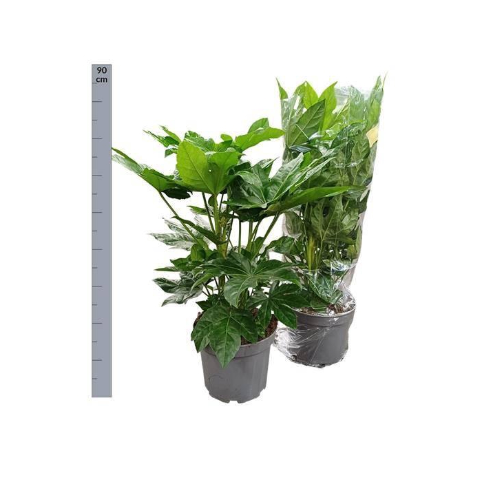 <h4>Fatsia japonica 21Ø 90cm</h4>