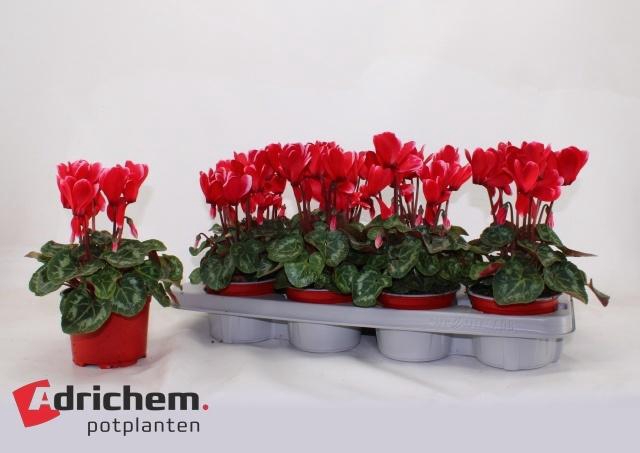 <h4>CYCL MD SUP AL FUJI</h4>