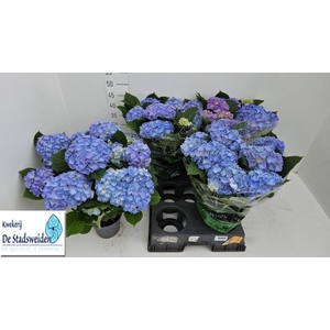 HYDR M BLAUER ZWERG