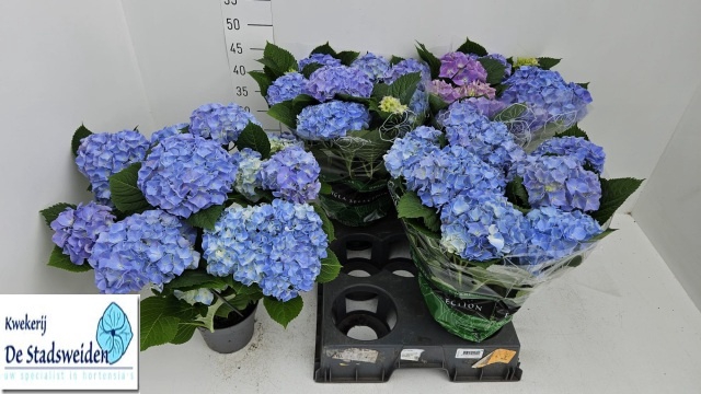 <h4>HYDR M BLAUER ZWERG</h4>
