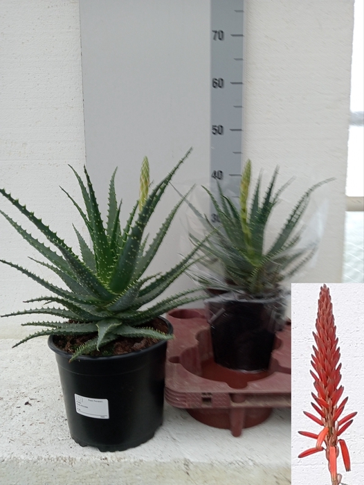 <h4>ALOE ARBORESCENS</h4>