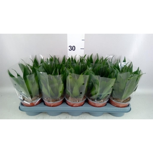 Dracaena frag. 'Compacta'