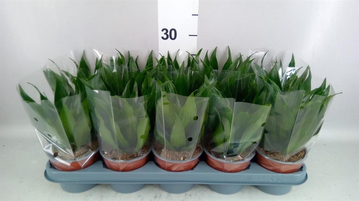 <h4>Dracaena frag. 'Compacta'</h4>