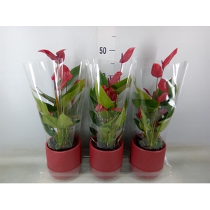 Anthurium  'Banderola Lava'