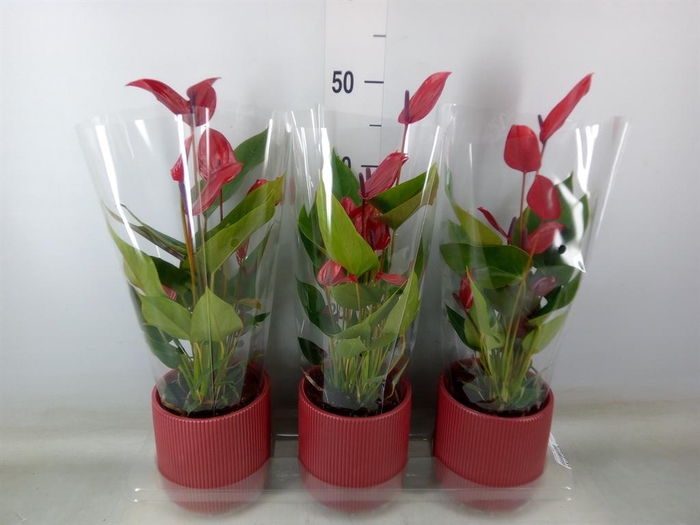<h4>Anthurium  'Banderola Lava'</h4>